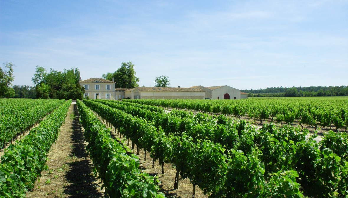 domaines pedro derrière ses vignes